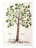 Buy Tilia Foemina, Lindenbaum, or Lime Tree, Illustration from "De Historia Stirpium" at AllPosters.com