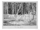 Buy Travellers with an Indian Guide in the Forest of Saginaw, 1831 at AllPosters.com