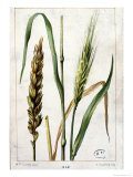 Buy Wheat at AllPosters.com