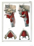 Buy Anatomy of the Throat and Jaw, from "Manuel D'Anatomie Descriptive Du Corps Humain" at AllPosters.com
