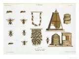 Buy Bees and Bee-Keeping, from "The Young Landsman," Published Vienna, 1845 at AllPosters.com