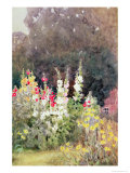 Hollyhocks
