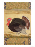 A Turkey-Cock, Brought to Jahangir from Goa in 1612, from the Wantage Album, Mughal, circa 1612