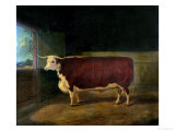 Buy Portrait of a Prize Hereford Steer, 1874 at AllPosters.com