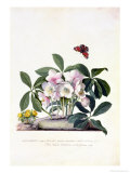 Buy Christmas Rose and Winter Aconite at AllPosters.com