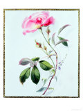 Buy A Rose at AllPosters.com