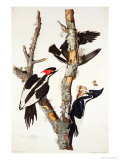 Ivory-Billed Woodpecker, 1829 Giclee Print