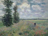 The Poppy Field