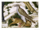 Buy Falcon with Captured Rabbit, Detail from the Journey of the Magi Cycle in the Chapel, circa 1460 at AllPosters.com