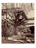 Buy Tropical Plants in the Egyptian Room, Crystal Palace, Sydenham, 1854 at AllPosters.com