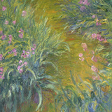 Iris