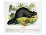 Buy The Beaver, Educational Illustration Pub. by the Society for Promoting Christian Knowledge, 1843 at AllPosters.com