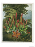 Buy The Maggot-Bearing Stapelia at AllPosters.com