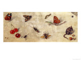 Buy A Study of Various Insects, Fruit and Animals at AllPosters.com