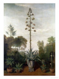 Buy A Botanical Garden at AllPosters.com