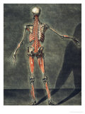 Deep Muscular System of the Back of the Body