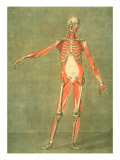 Deeper Muscular System of the Front of the Body