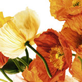 Buy Poppies III at AllPosters.com