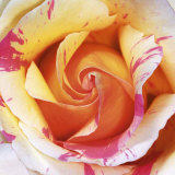 White and Purple Rose