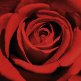 Red Rose