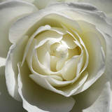 White Rose