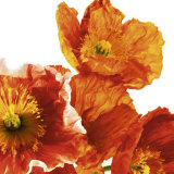 Buy Poppies II at AllPosters.com