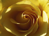 Buy Yellow Rose at AllPosters.com