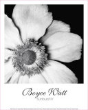 Buy Sunburst IV at AllPosters.com