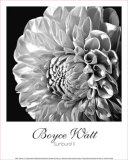 Buy Sunburst II at AllPosters.com