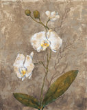 Buy White Harmony II at AllPosters.com