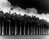 Buy White Palms, Costa Rica at AllPosters.com