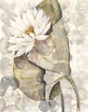 Amazonia I