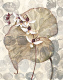 Amazonia II