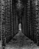 Red Pines, Empire, MI Art Print