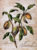 Almonds