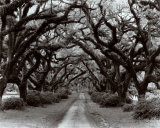 Path in the Oaks II, Louisiana