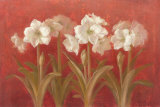 White Amaryllis on Red