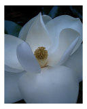Buy Magnolia at AllPosters.com
