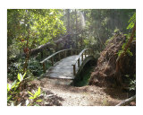 Buy Nature Walk at AllPosters.com