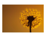 Buy Dandelion at AllPosters.com