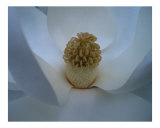Buy Magnolia at AllPosters.com