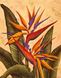 Tropical Bird of Paradise