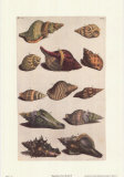 Sea Shells II
