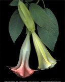 Angel Trumpets