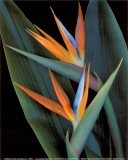 Buy Bird of Paradise at AllPosters.com