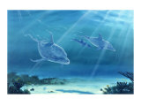 Buy Atlantic Bottlenose Dolphin at AllPosters.com