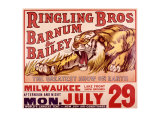 Ringling Brothers: Tiger