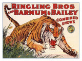 Ringling Brothers and Barnum Bailey Circus: Tiger