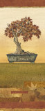 Bonsai IV