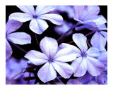 Buy Blue Petals at AllPosters.com